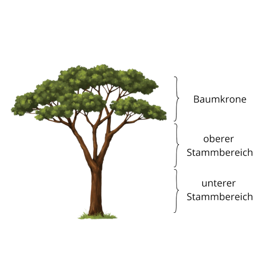 Diagramm eines Baumes mit Baumkrone und Stammteilen, gefördert vom LBV für Naturschutz und Umweltbildung in Bayern.