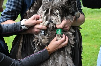 Beinringe von Dagmar | © Hansruedi Weyrich