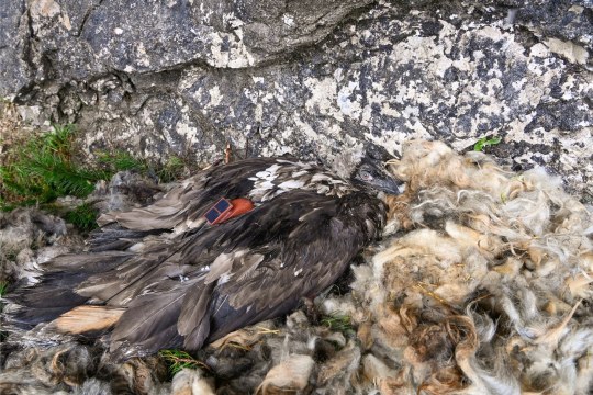 | © Hansruedi Weyrich