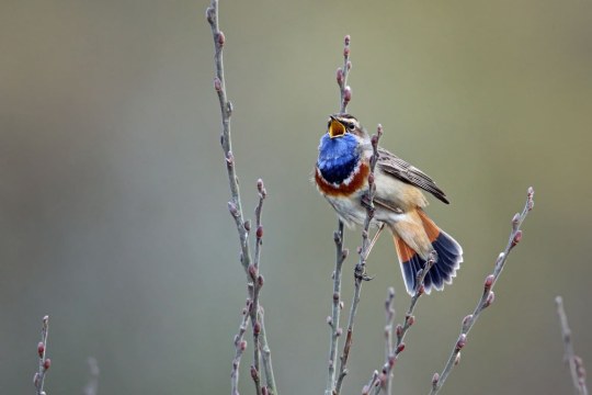 Blaukehlchen | © F. Derer