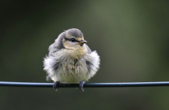 Blaumeisen Jungvogel sitzt auf Kabel | © Norbert Steffan