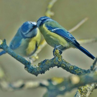 Blaumeisen-Paar | © Rolf Blesch