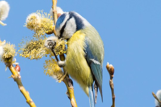 Blaumeise an Blumen | © Christiane Köllner-Krüger