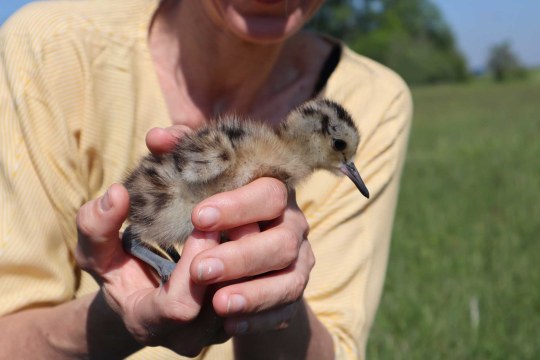 Brachvogeküken in einer Hand | © LBV