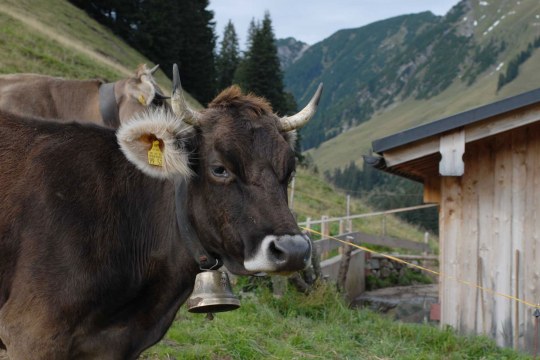 Braunvieh mit einer Glocke um den Hals und einer gelben Ohrmarkierung schaut von links in das Bild rein und füllt es zur Hälfte aus. Dahinter sieht man noch eines stehen, der Rest Berglandschaft mit einer kleinen Hütte | © Henning Werth