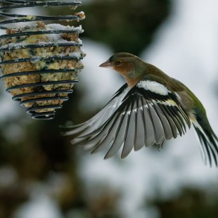 Buchfink | © Dieter Müller