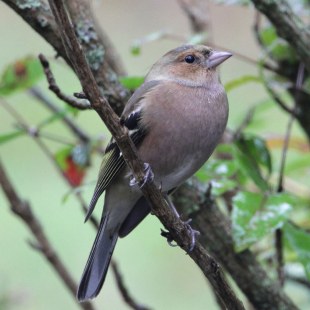 Buchfinkweibchen auf einem Ast | © Reinhold Peisker