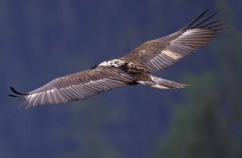 Dagmar im Segelflug, sie füllt das ganze Bild, sie ist von oben zu sehen. | © Markus Leitner