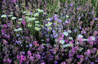 Freyuung-Grafenau | © Dr. Fritz Haselbeck (Freyuung-Grafenau)