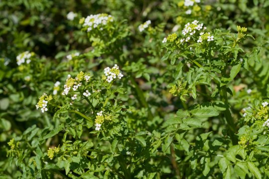 Brunnenkresse in Nahaufnahme | ©Thomas Duerst