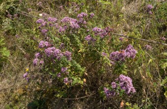 Echter Dost Oregano Origanum vulgare kann ein Teil eines sogenannten Würzbüschels sein | © Oliver Wittig