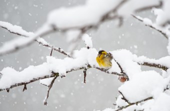 Erlenzeisig | © Detlef Koch