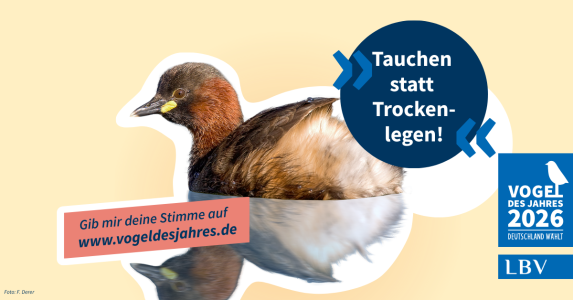 Ein Zwergtaucher wird für die Wahl zum Vogel des Jahres 2026 vom LBV mit dem Slogan "Tauchen statt Trockenlegen" beworben.