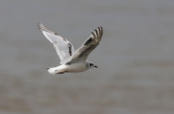 fliegende Zwergmöwe | © Dr. Christoph Moning