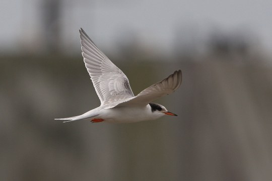 Flussseeschwalbe im Flug | © Dr. Christoph Moning
