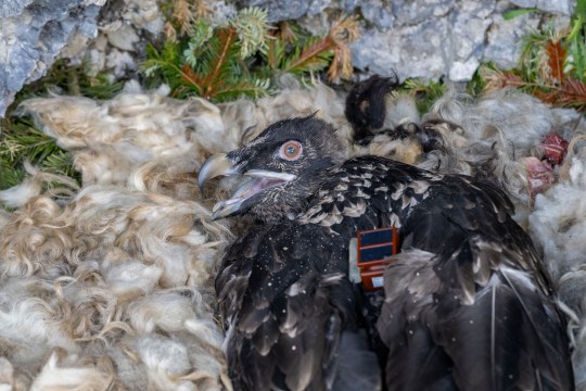 Bartgeier Alosa im Nest mit Sender | © Hansruedi Weyrich
