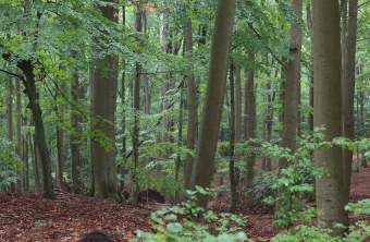 Laubwald | © Stefan Masur