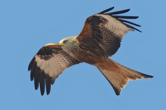 Fliegender Rotmilan |© Herbert Henderkes