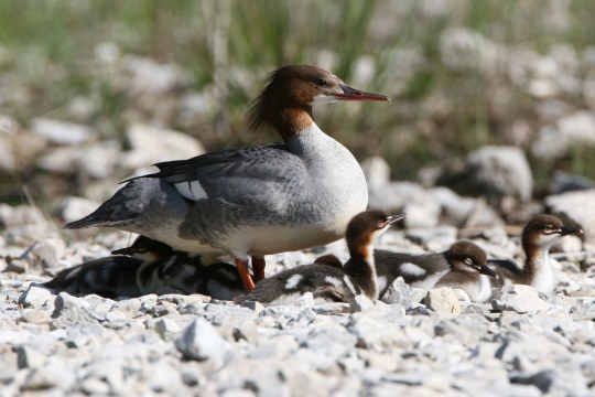 Gäsensägerweibchen mit einem Jungvogel | © Hans-Joachim Fünstück