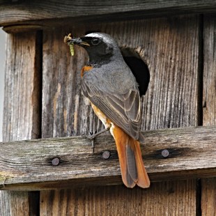 Gartenrotschwanz sitzt vor dem Einflugloch eines Nistkastens und hat Raupen im Schnabel | © Helmut Will