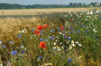 Getreidefeld mit Blühstreifen, wo viele bunte BLumen wie Mohn wachsen | © Dr. Eberhard Pfeuffer