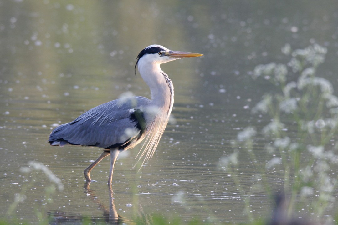 Ein Graureiher steht circa 10 Zentimeter im Wasser und scheint nach vorn zu laufen | © Frank Derer/LBV Bildarchiv