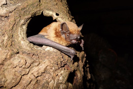 Großer Abendsegler schaut aus einer Baumhöhle raus, es ist Nacht | © Dr. Andreas Zahn
