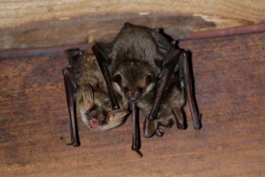 Drei Mausohren an der Decke | © Ralph Sturm