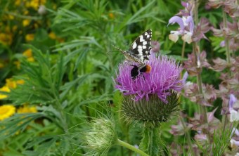 Ansbach Hans | © Böll (Ansbach)