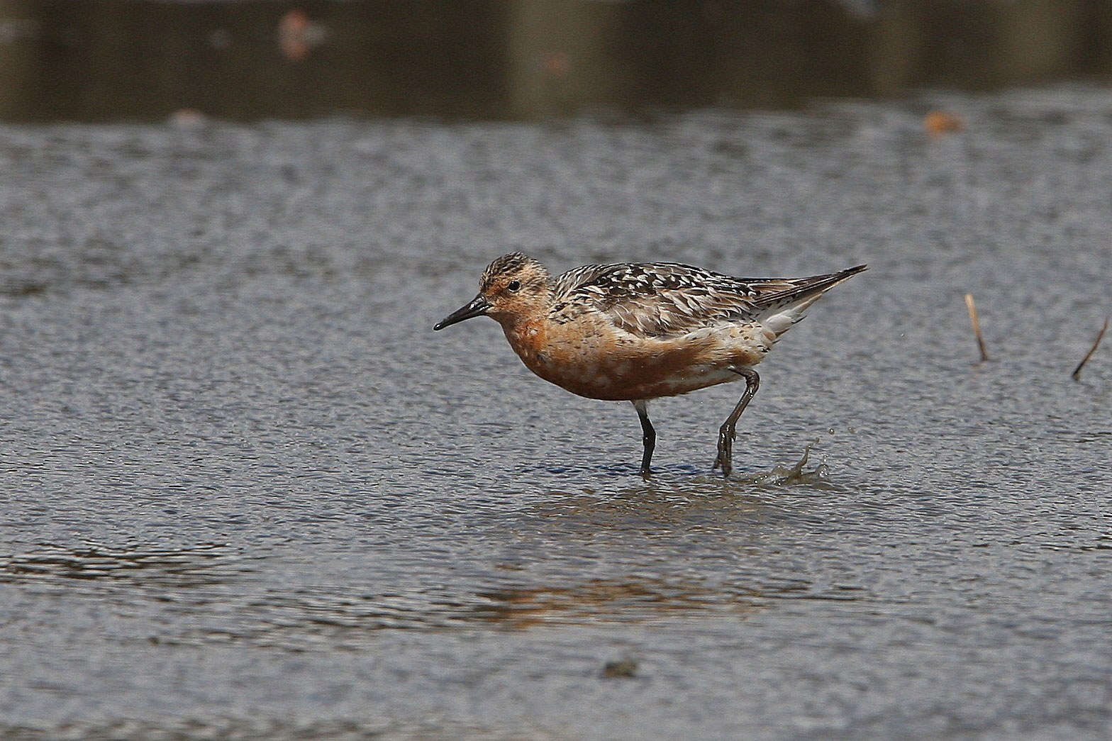 Knutt im Wasser | © Dr. Christoph Moning