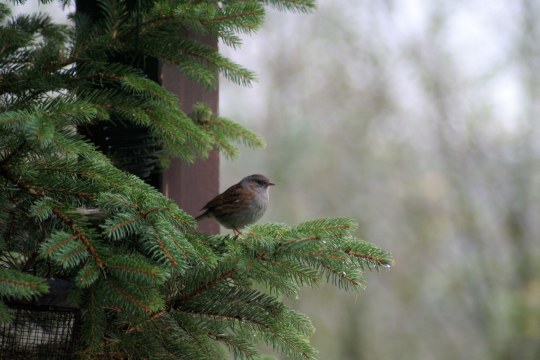 Heckenbraunelle in einer Tanne | © Annabell Preußler