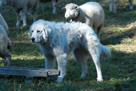 Ein weißer Herdenschutzhund der Rasse Maremmen Abruzzen-Schäferhund steht inmitten von Schafen | © Wolfgang Lorenz
