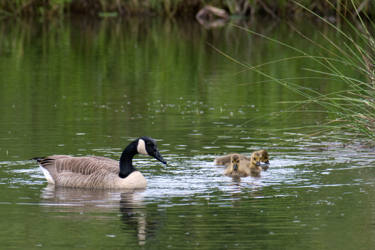 Eine Kandagans schwimmt mit ihren drei Küken auf dem Wasser | © Oliver Wittig