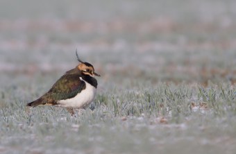 Kiebitz sitzt auf einer mit Frost bedeckten Wiese | © Markus Gläßel
