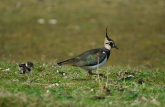 Kiebitz läuft auf einer Wiese, hinter ihm ein Kiebitz-Jungvogel | © Henning Werth