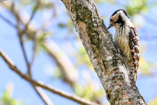 Kleinspecht Weibchen | © Johannes Darling