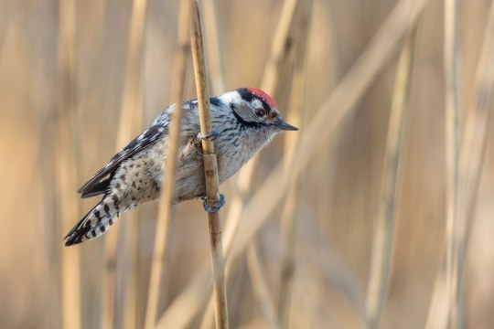 Kleinspecht hängt an Schilfrohr | © Andreas Hartl