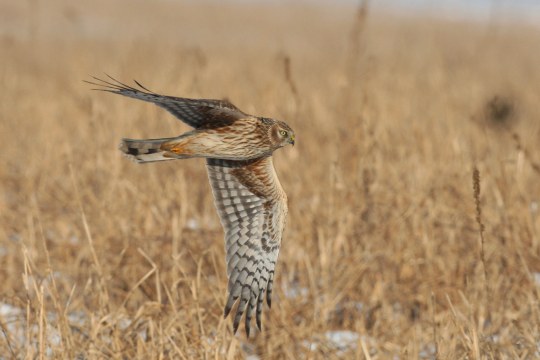 Kornweihe im Flug | © Zdenek Tunka