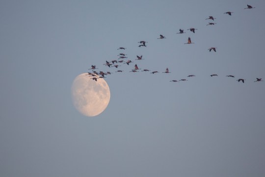 Kranichzug im Hintergrund der Mond | © Gunther Zieger