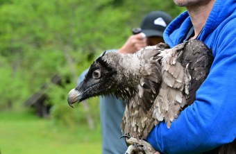 Luisa Bartgeier | © Hansruedi Weyrich