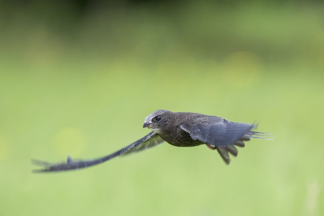 Mauersegler im Flug  | © Ralph Sturm