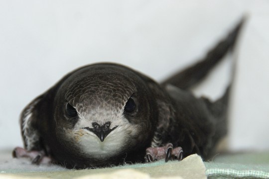 Mauersegler liegt auf einem Tuch und schaut in die Kamera | © Sylvia Weber