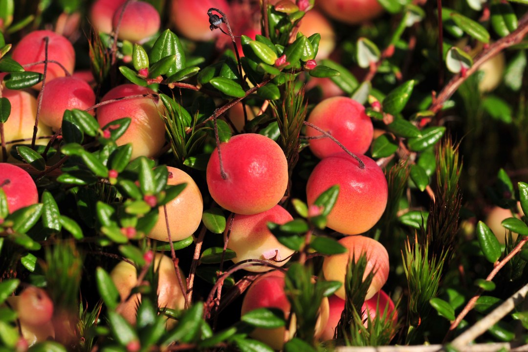 Moosbeeren | © Klaus Müller