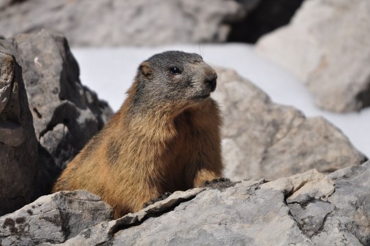 Alpenmurmeltier | © Henning Werth