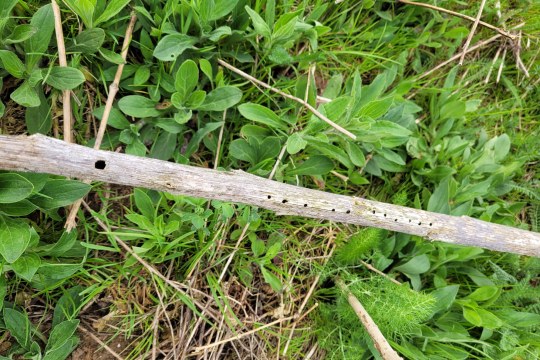 Ein Holzstück mit Löchern, das als Nistplatz für Insekten dient | © Tarja Richter