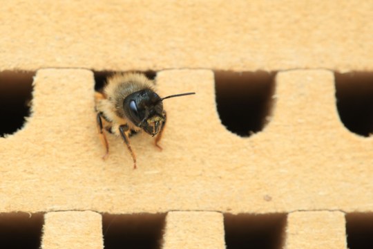 Eine Gehörnte Mauerbiene erkundet ein Insektenhotel | © Tarja Richter