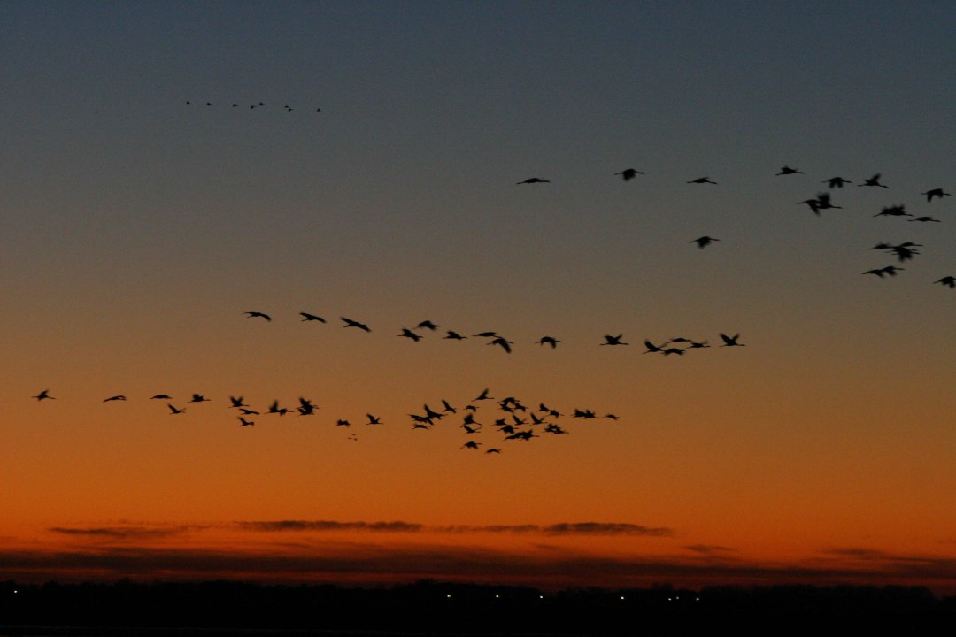 Vogelzug | © Zdenek Tunka