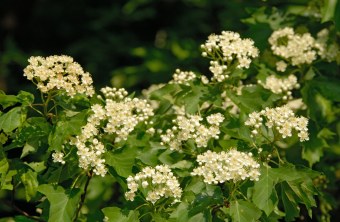 Blühende Elsbeere | © Thomas Stephan