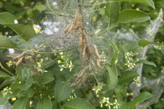 Gespinstmotten Raupen | © Anne Busch