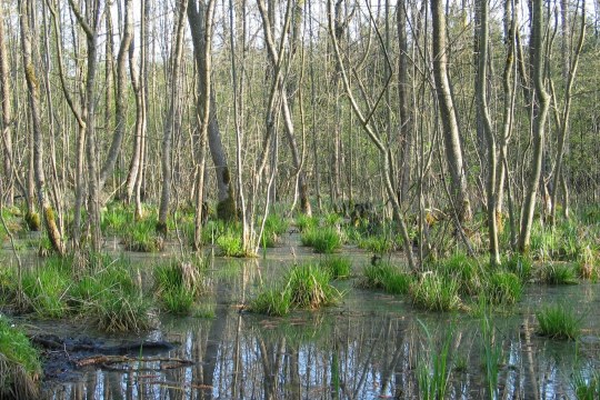 Erlenbruchwald | © Christian Stierstorfer